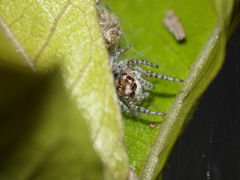 Tusitala hirsuta