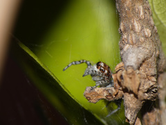 Tusitala hirsuta