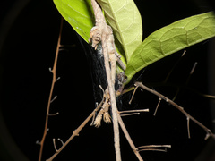 Tusitala hirsuta