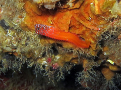 Microlipophrys nigriceps