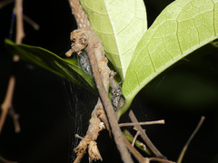 Tusitala hirsuta