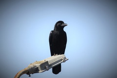 Corvus macrorhynchos culminatus