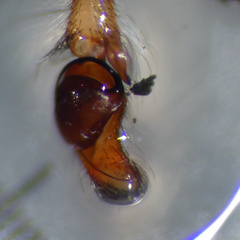 Tusitala hirsuta