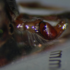 Tusitala hirsuta