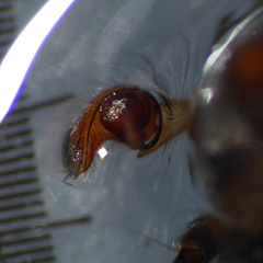 Tusitala hirsuta