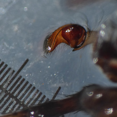 Tusitala hirsuta