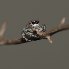 Tusitala hirsuta