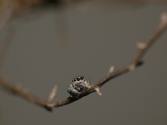 Tusitala hirsuta