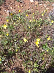 Diplotaxis catholica