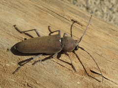 Hesperophanes sericeus