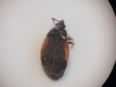Brachysteles parvicornis