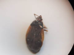 Brachysteles parvicornis