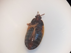 Brachysteles parvicornis