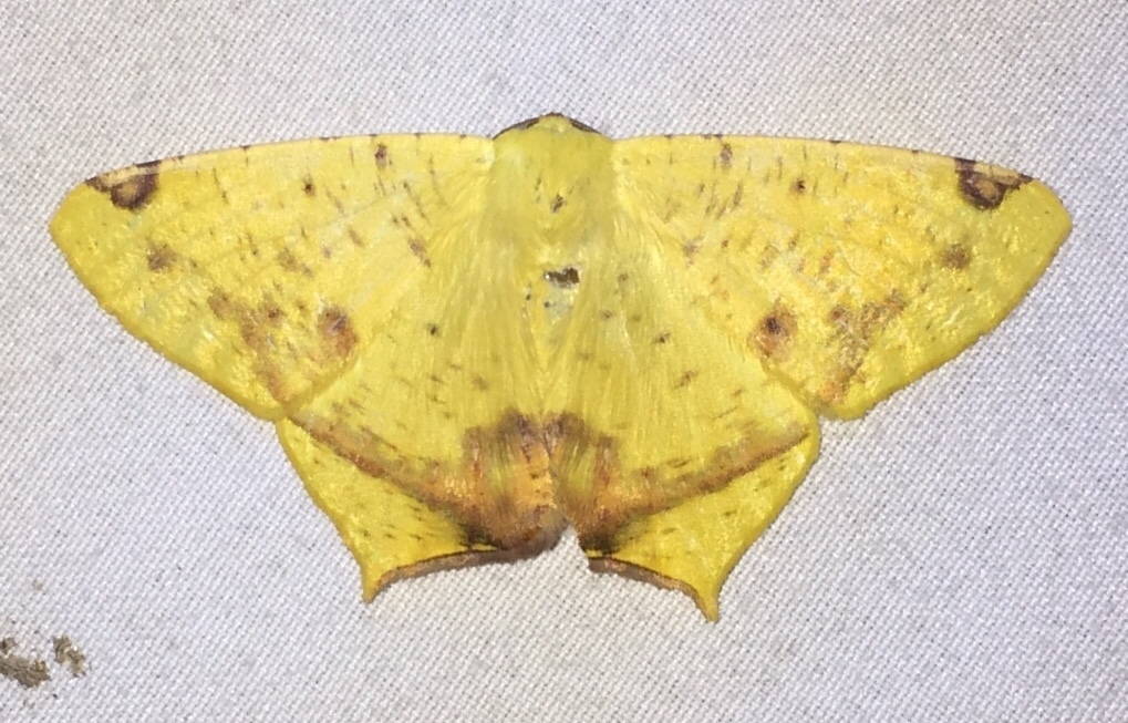 Nepheloleuca