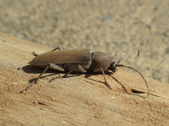 Hesperophanes sericeus