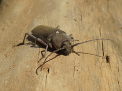 Hesperophanes sericeus