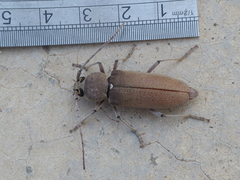 Hesperophanes sericeus