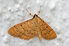 Herpetogramma dorsipunctalis