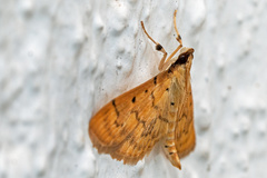 Herpetogramma dorsipunctalis