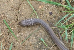 Psammophis brevirostris