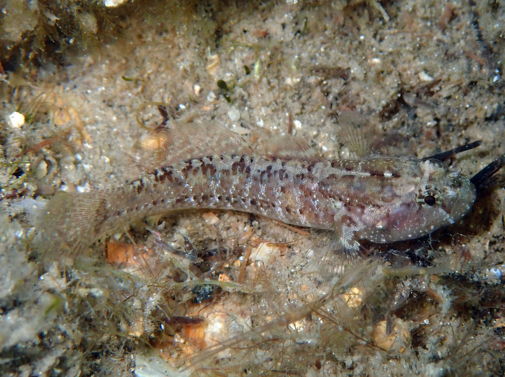 Large-Headed Goby
