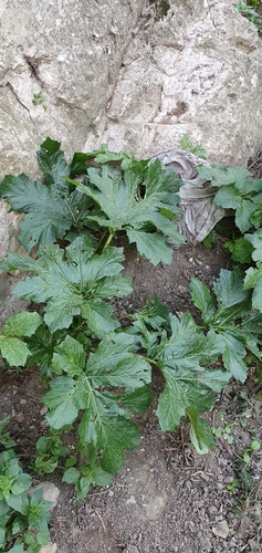 Acanthus image