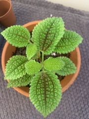 Pilea mollis