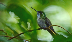 Lampornis viridipallens