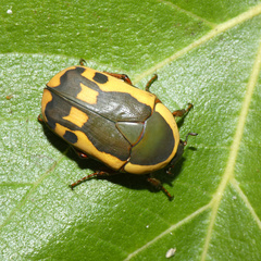 Pachnodella impressa