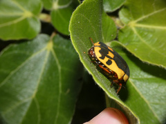 Pachnodella impressa