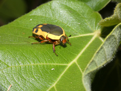 Pachnodella impressa