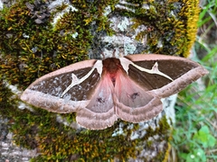 Dirphiopsis multicolor