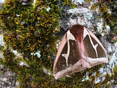 Dirphiopsis multicolor