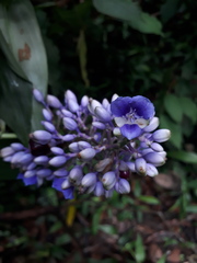 Dichorisandra hexandra