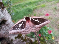 Dirphiopsis multicolor