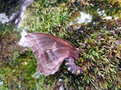 Dirphiopsis multicolor