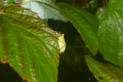 Euschistus variolarius