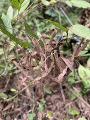 Ohwia caudata