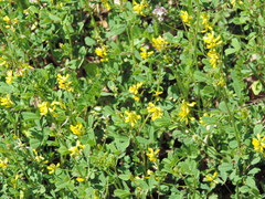 Melilotus neapolitanus