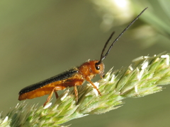 Oberea erythrocephala