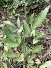 Ohwia caudata