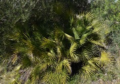 Chamaerops humilis