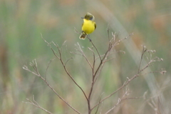 Pseudocolopteryx acutipennis