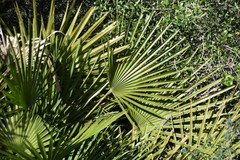Chamaerops humilis