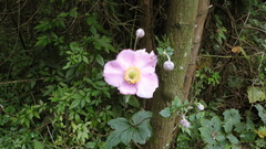 Eriocapitella hupehensis