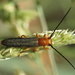 Oberea erythrocephala - Photo (c) Simon Oliver, μερικά δικαιώματα διατηρούνται (CC BY-NC), uploaded by Simon Oliver