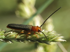 Oberea erythrocephala
