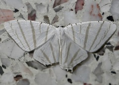 Urapteroides astheniata