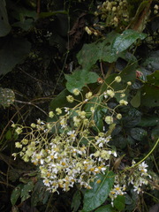 Montanoa quadrangularis