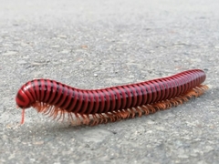 Rhinocricidae